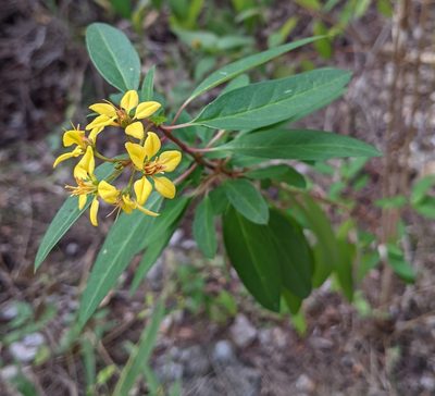 Galphimia gracilis, photographed by mattmsa
