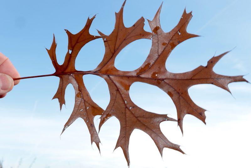 Quercus shumardii, photographed by Jeff Clark