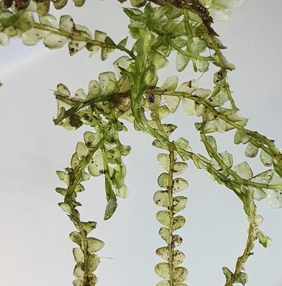 Chiloscyphus pallescens, photographed by Jonathan Hughes