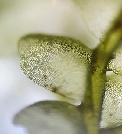 Chiloscyphus pallescens, photographed by Jonathan Hughes