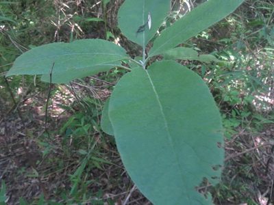 Acrisione denticulata, photographed by Bruno Avilez