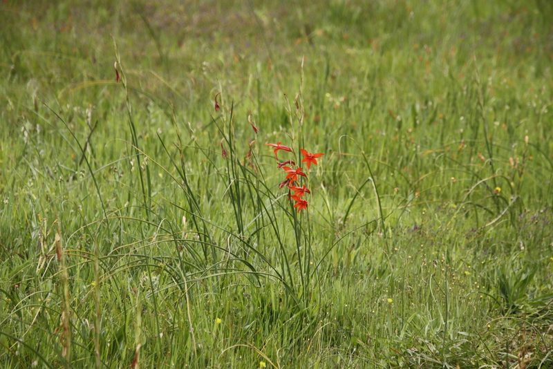Gladiolus watsonius, photographed by Tony Rebelo