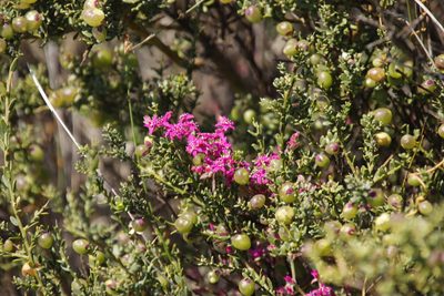 Aizoon paniculatum, photographed by Tony Rebelo