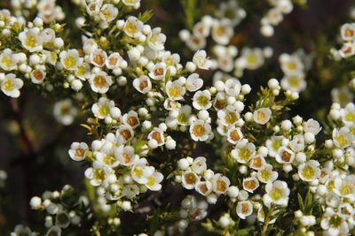 Diosma hirsuta, photographed by Tony Rebelo