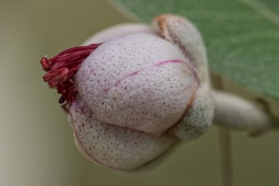 Feijoa sellowiana, photographed by Frank Thomas Sautter