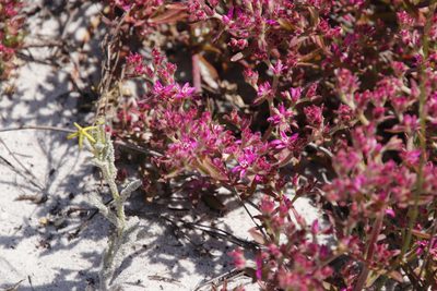 Aizoon paniculatum, photographed by Tony Rebelo