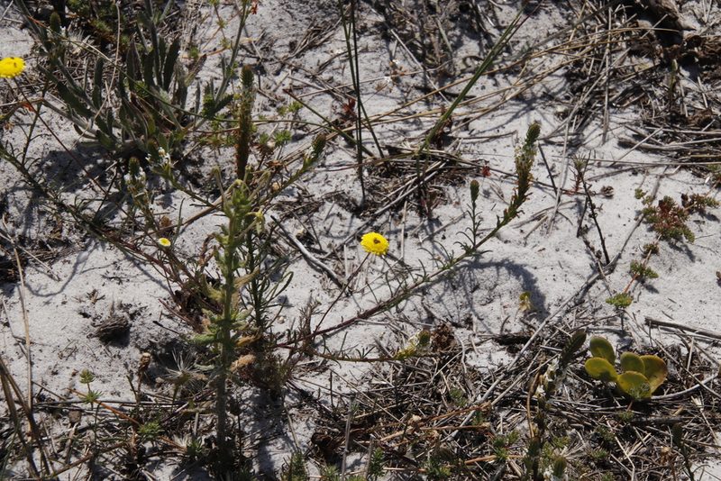 Lyperia tristis, photographed by Tony Rebelo