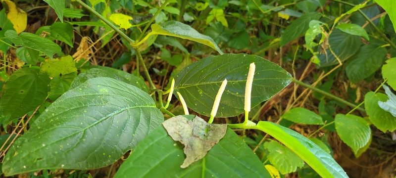 Piper glabrescens, photographed by ritirene