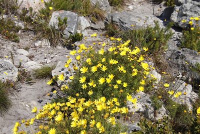 Euryops abrotanifolius, photographed by Tony Rebelo