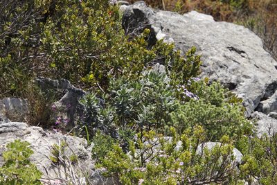 Lobostemon montanus, photographed by Tony Rebelo