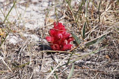 Hyobanche sanguinea, photographed by Tony Rebelo