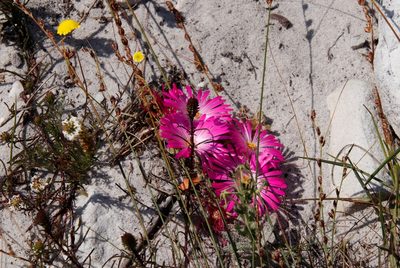 Cleretum bellidiforme, photographed by Tony Rebelo