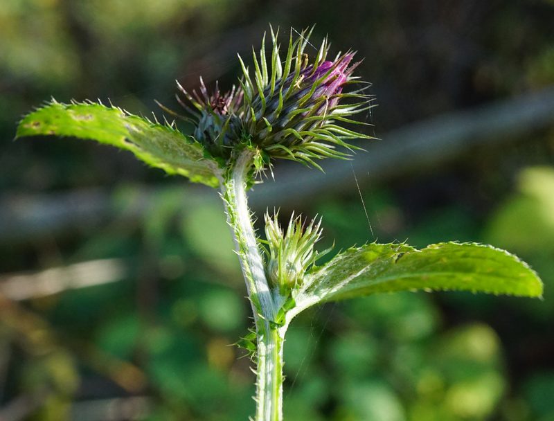 Carduus personata, photographed by Patrick Hacker