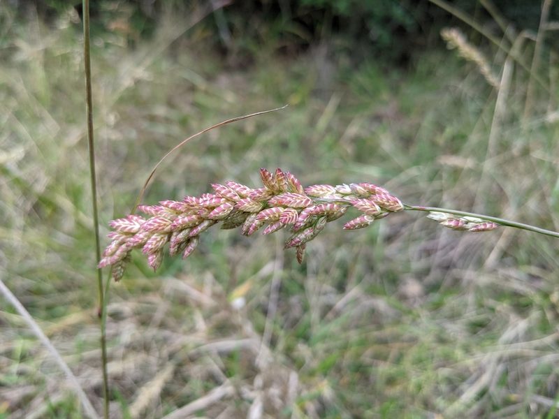 Tridens congestus, photographed by Cleveland Powell