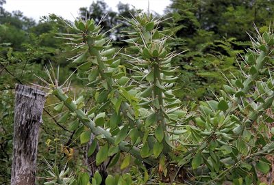 Quiabentia verticillata, photographed by Hugo Hulsberg