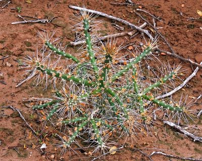 Quiabentia verticillata, photographed by Hugo Hulsberg