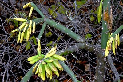Quiabentia verticillata, photographed by Hugo Hulsberg