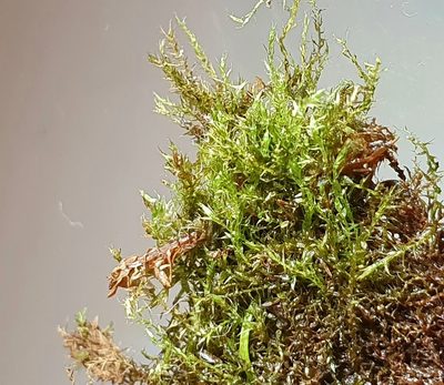 Hygroamblystegium humile, photographed by Jonathan Hughes