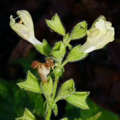 Salvia glutinosa, photographed by Patrick Hacker