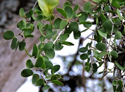 Plectrocarpa sarmientoi, photographed by Hugo Hulsberg
