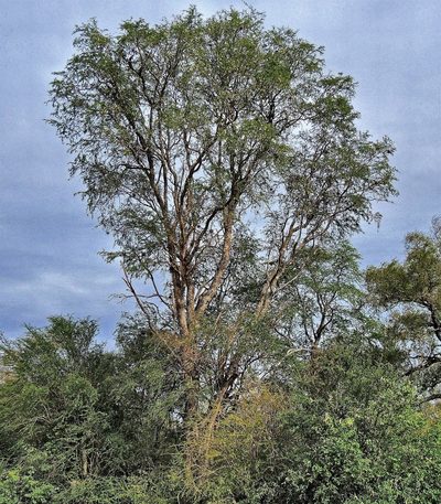 Plectrocarpa sarmientoi, photographed by Hugo Hulsberg