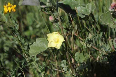 Malvella leprosa, photographed by Romi Galeota Lencina