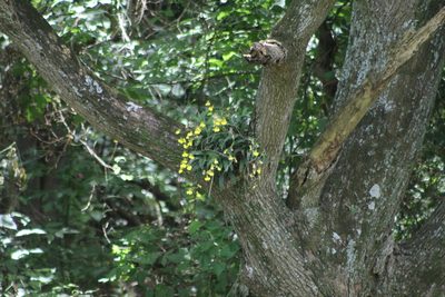 Gomesa bifolia, photographed by Romi Galeota Lencina