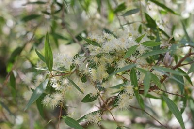 Blepharocalyx salicifolius, photographed by Romi Galeota Lencina