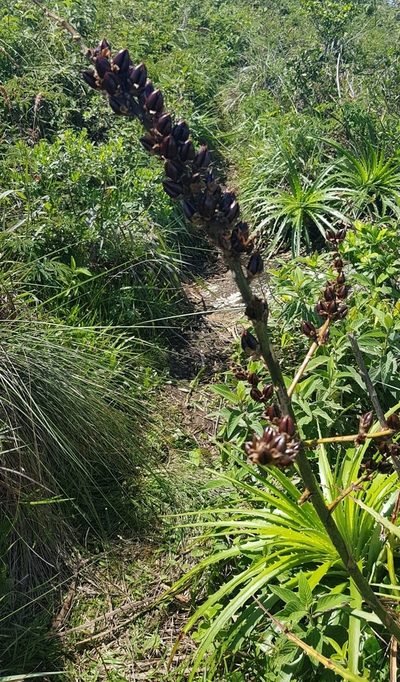 Dyckia encholirioides, photographed by LPB