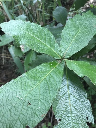Quercus rysophylla, photographed by Adriana Nelly Correa Sandoval