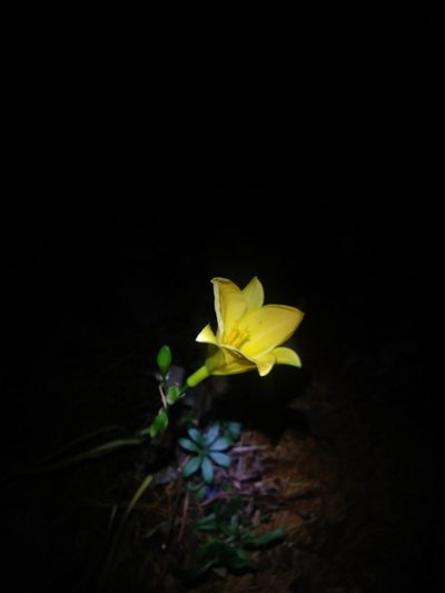 Hemerocallis lilioasphodelus, photographed by Chris Hoess