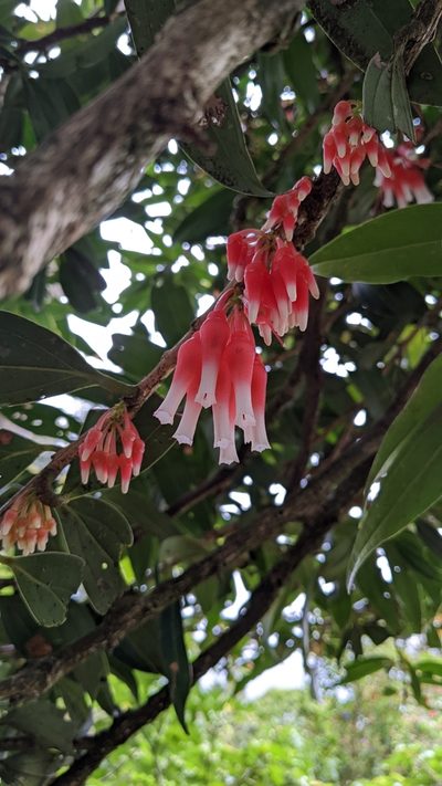 Satyria warszewiczii, photographed by Jake Rehage