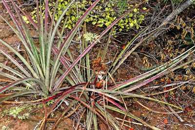 Bromelia serra, photographed by Hugo Hulsberg