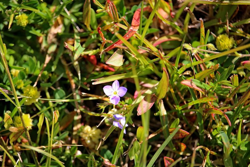 Veronica gracilis, photographed by Tim