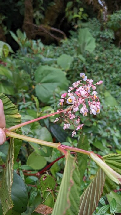 Begonia convallariodora, photographed by Jake Rehage