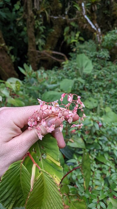 Begonia convallariodora, photographed by Jake Rehage