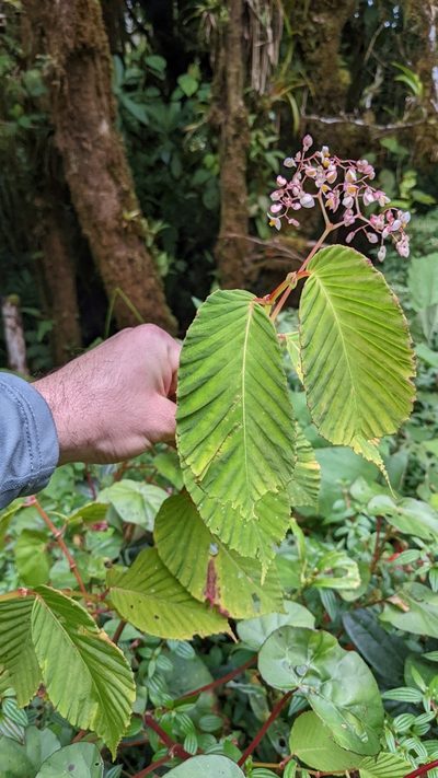 Begonia convallariodora, photographed by Jake Rehage