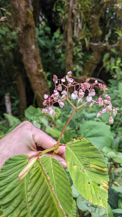 Begonia convallariodora, photographed by Jake Rehage