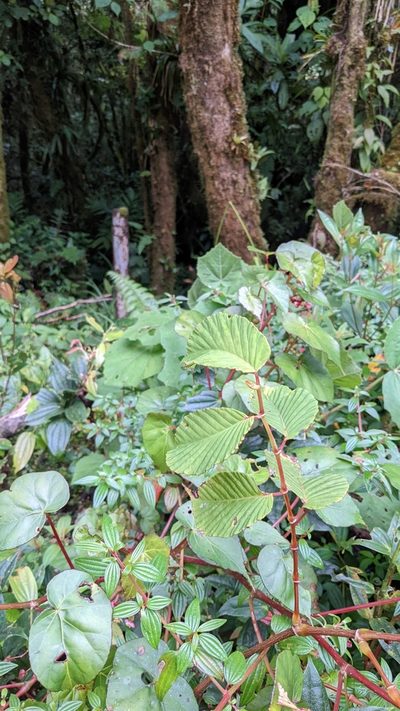 Begonia convallariodora, photographed by Jake Rehage