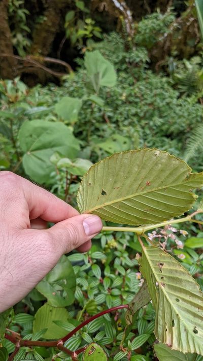 Begonia convallariodora, photographed by Jake Rehage