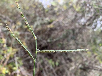 Paspalum pubiflorum, photographed by mark-groeneveld