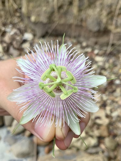 Passiflora sprucei, photographed by Line Juul Nielsen