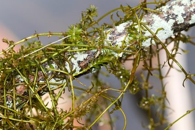 Hydrilla verticillata, photographed by Tom Field