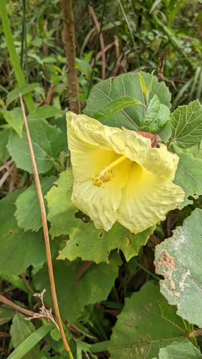 Wercklea lutea, photographed by Jake Rehage