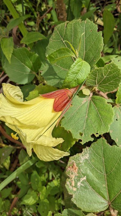 Wercklea lutea, photographed by Jake Rehage