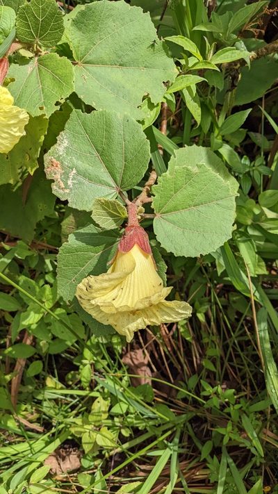 Wercklea lutea, photographed by Jake Rehage