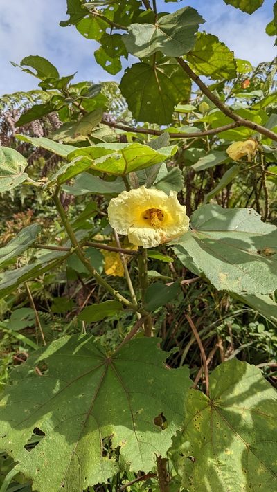 Wercklea lutea, photographed by Jake Rehage