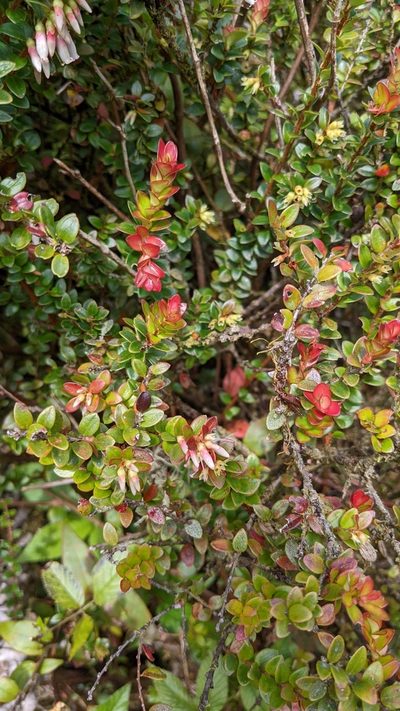 Disterigma humboldtii, photographed by Jake Rehage