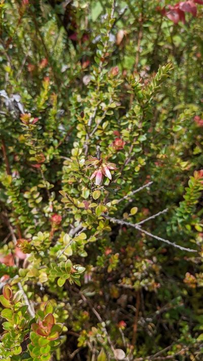 Disterigma humboldtii, photographed by Jake Rehage