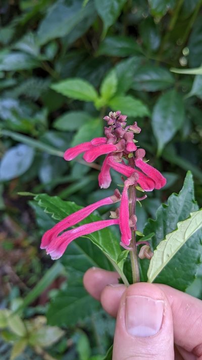 Scutellaria isocheila, photographed by Jake Rehage